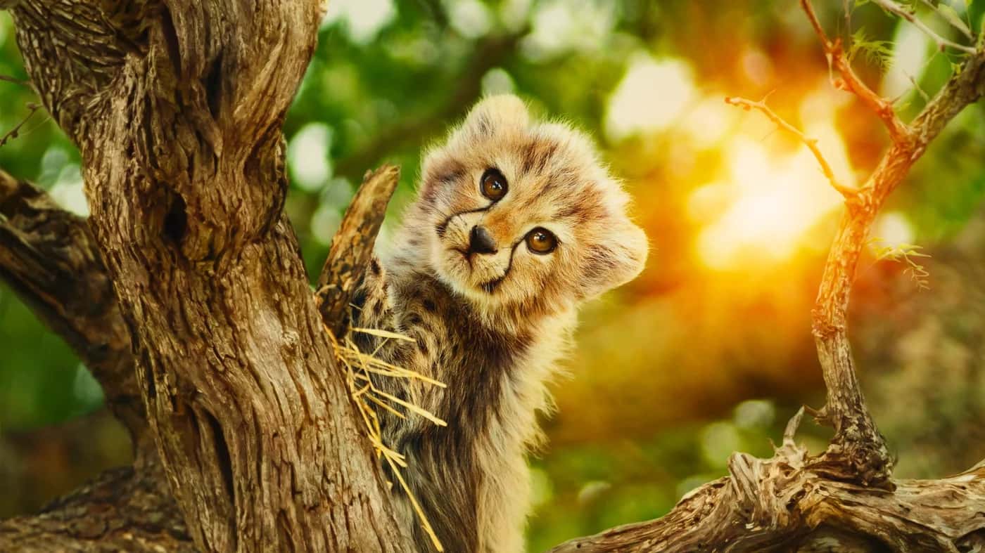 Born to Be Wild