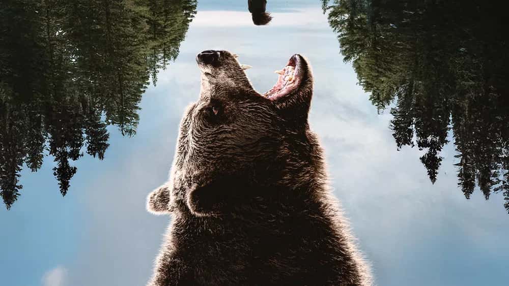 Grizzly Night