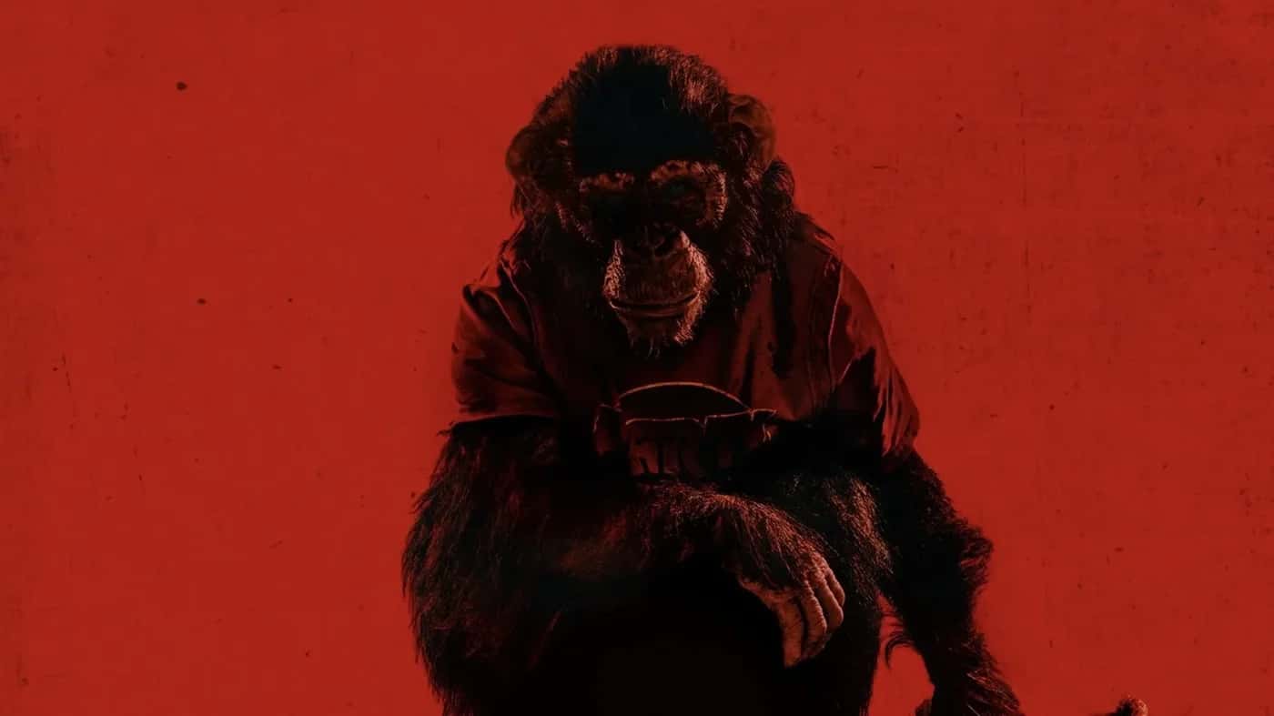 Primate