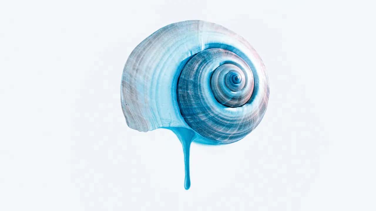 The Blue Trail