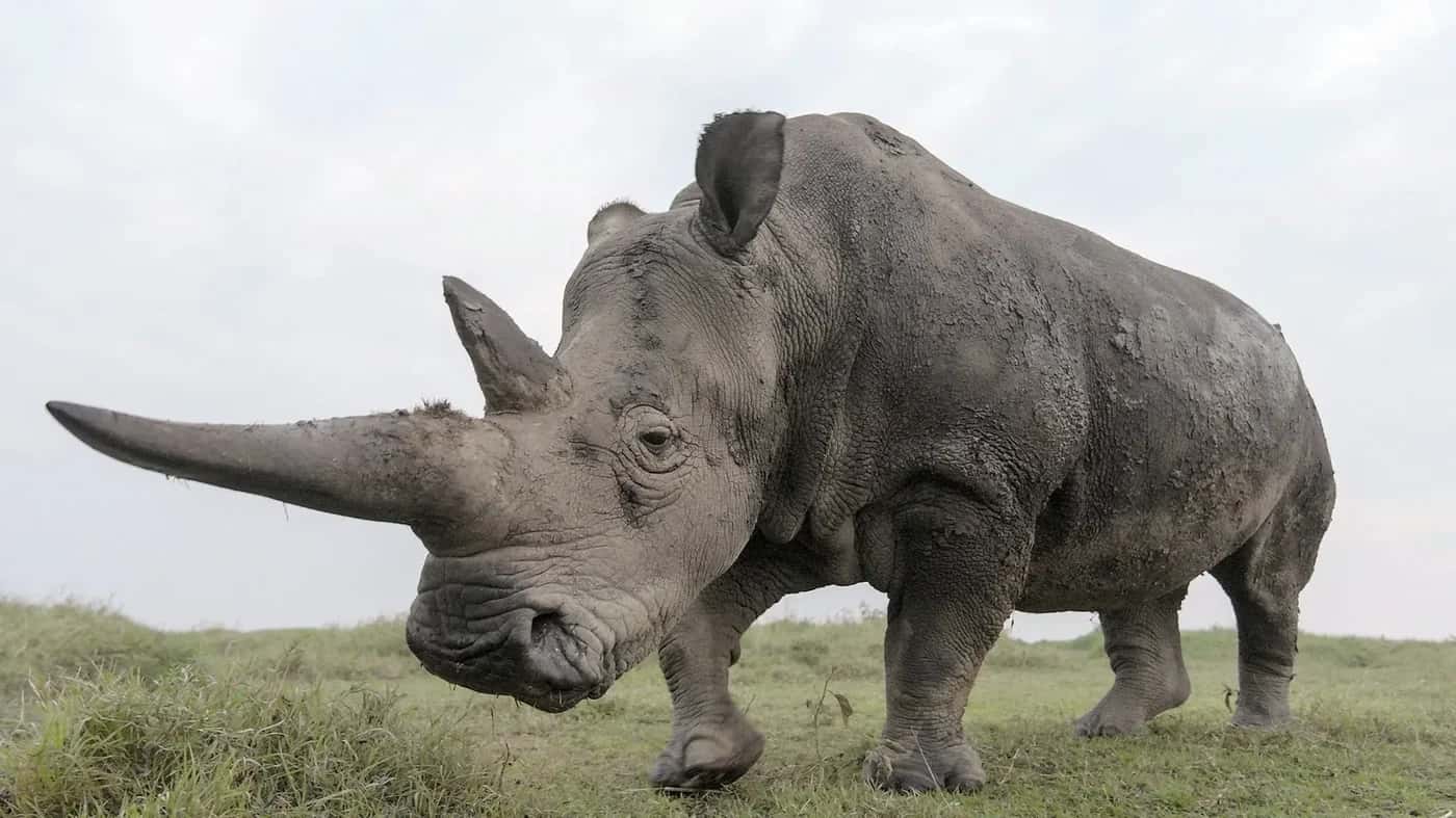 The Last Rhinos: A New Hope