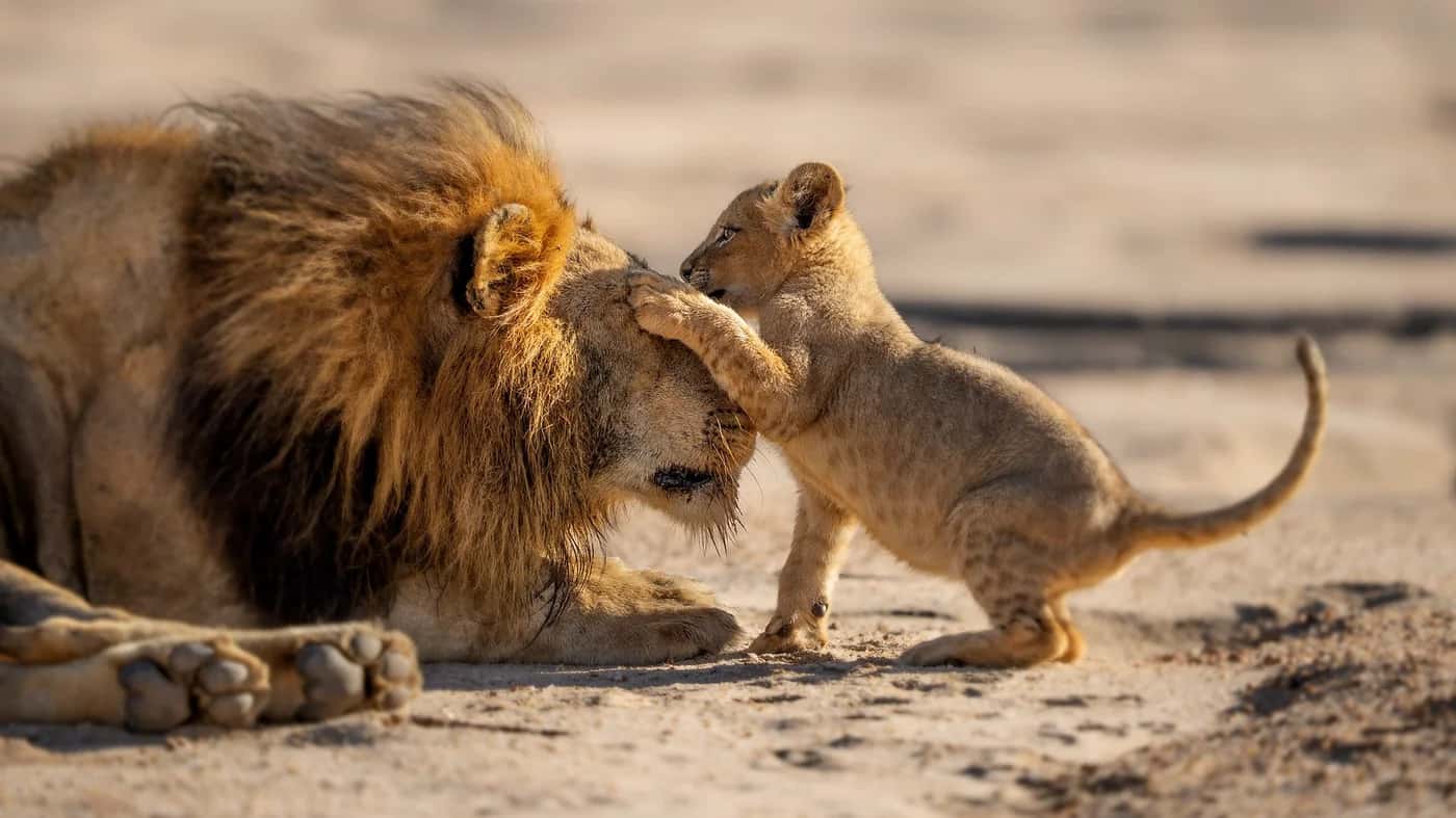 Parenthood